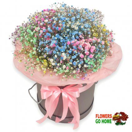 Gypsophila Rainbow