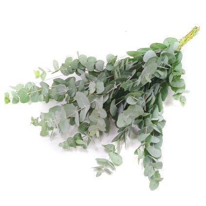 Eukalyptus Cinerea Extra