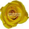 GOLDEN YELLOW