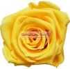 SAFFRON YELLOW