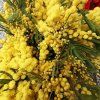 Řezaná Mimosa