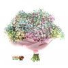 Gypsophila Rainbow