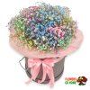 Gypsophila Rainbow
